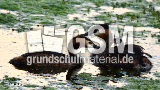 Haubentaucher (7).jpg